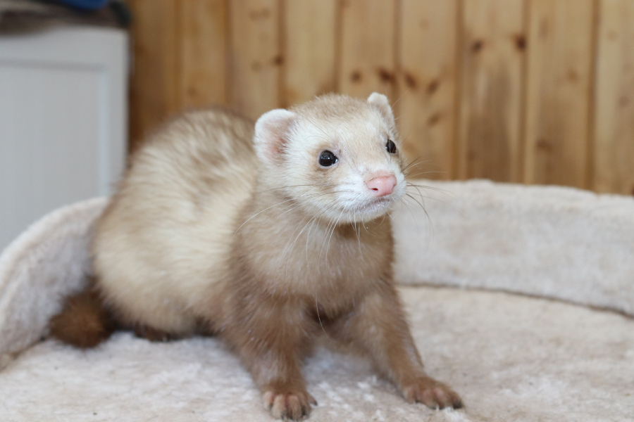 Ferrets for adoption at petco